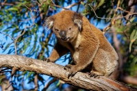 Koala - Phascolarctos cinereus 4461